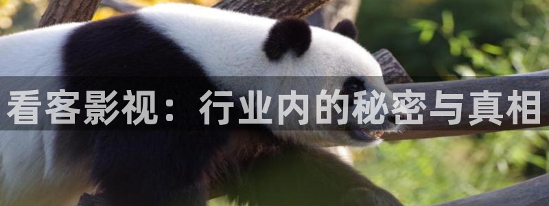 樱花视频大全免费观看